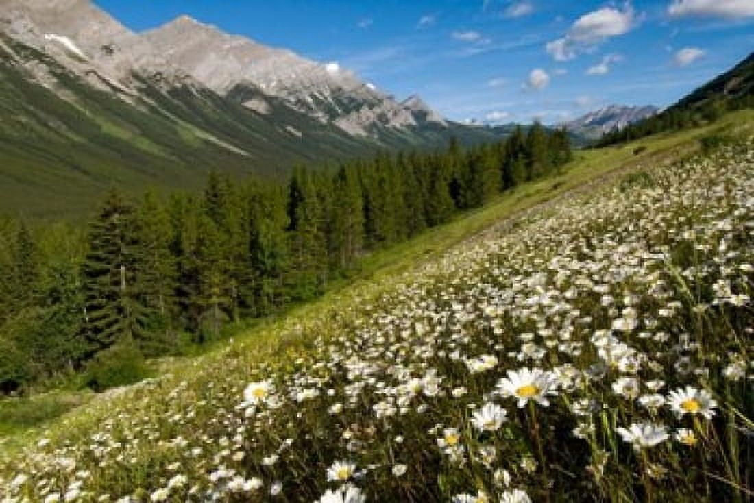 Oxeye daisy flowers Kananaskis Range Alberta Canvas Art - Paul Colangelo DanitaDelimont (26 x 18)