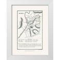 thumbnail image 1 of Oxford 14x18 White Modern Wood Framed Museum Art Print Titled - Rome Italy - Oxford 1828, 1 of 4