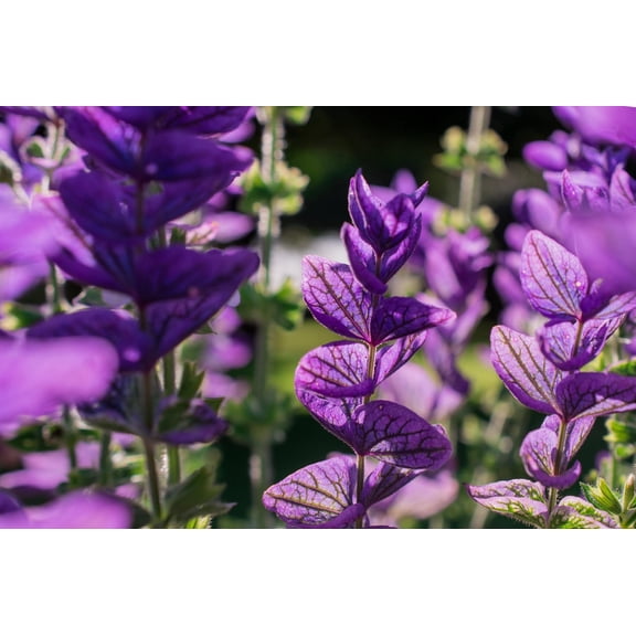 Oxford Blue Salvia viridis Cut Flower Seed Packet for Planting