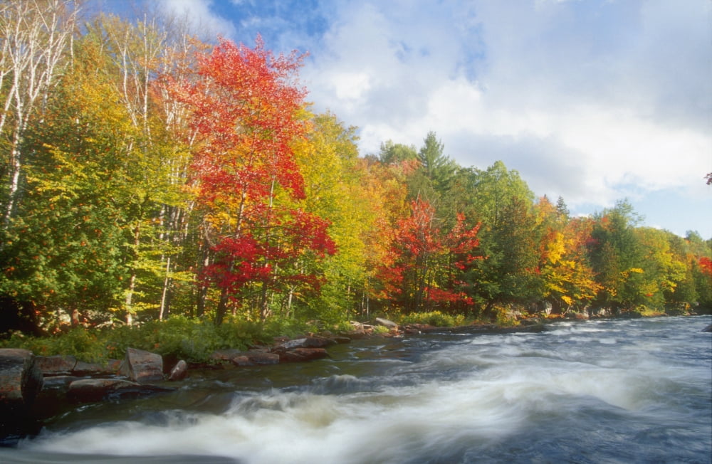 Oxtongue River Provincial Park Dwight Ontario Canvas Art - Doug Hamilton Design Pics (17 x 11)