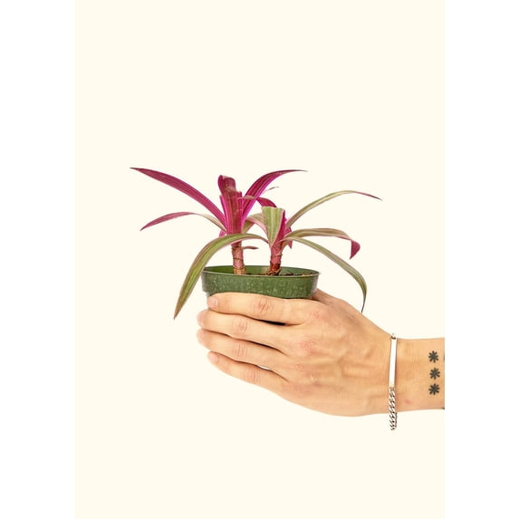 Oyster Plant - Tradescantia Spathacea Live Multicolor Plant in 4" Pot
