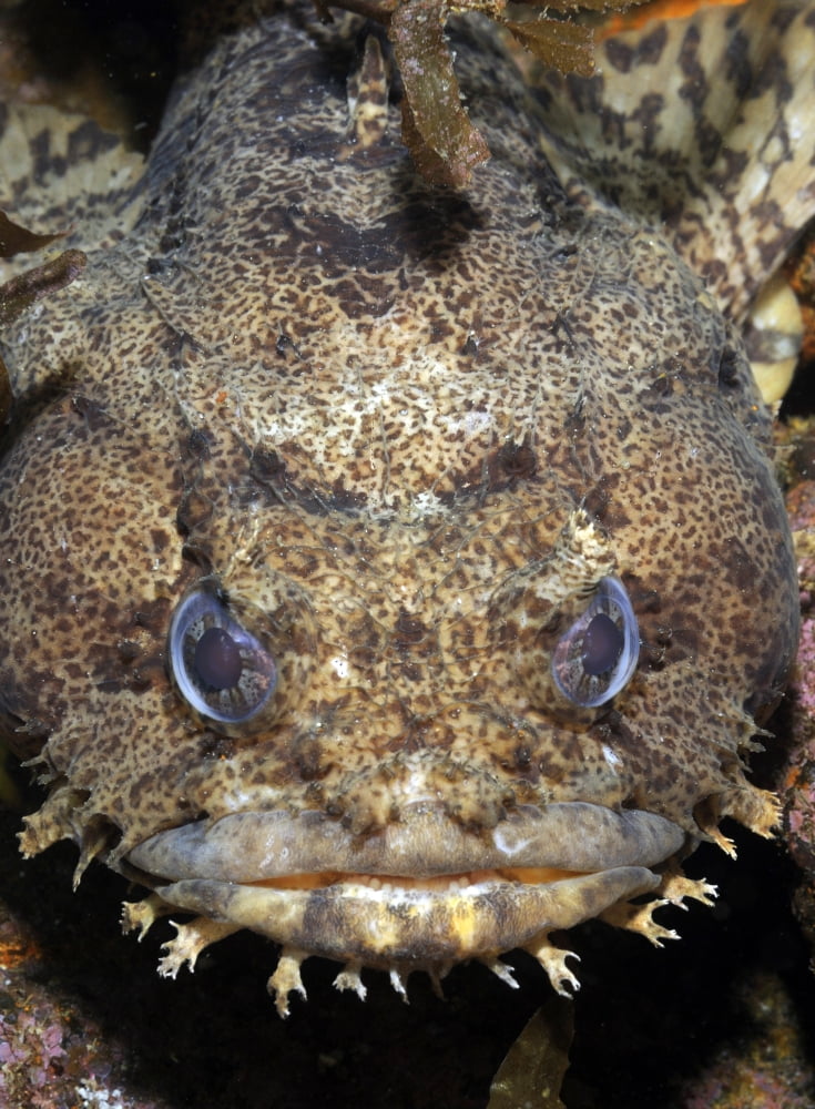 Oyster Toadfish Atlantic Ocean Canvas Art - Karen DoodyStocktrek Images (12 x 17)