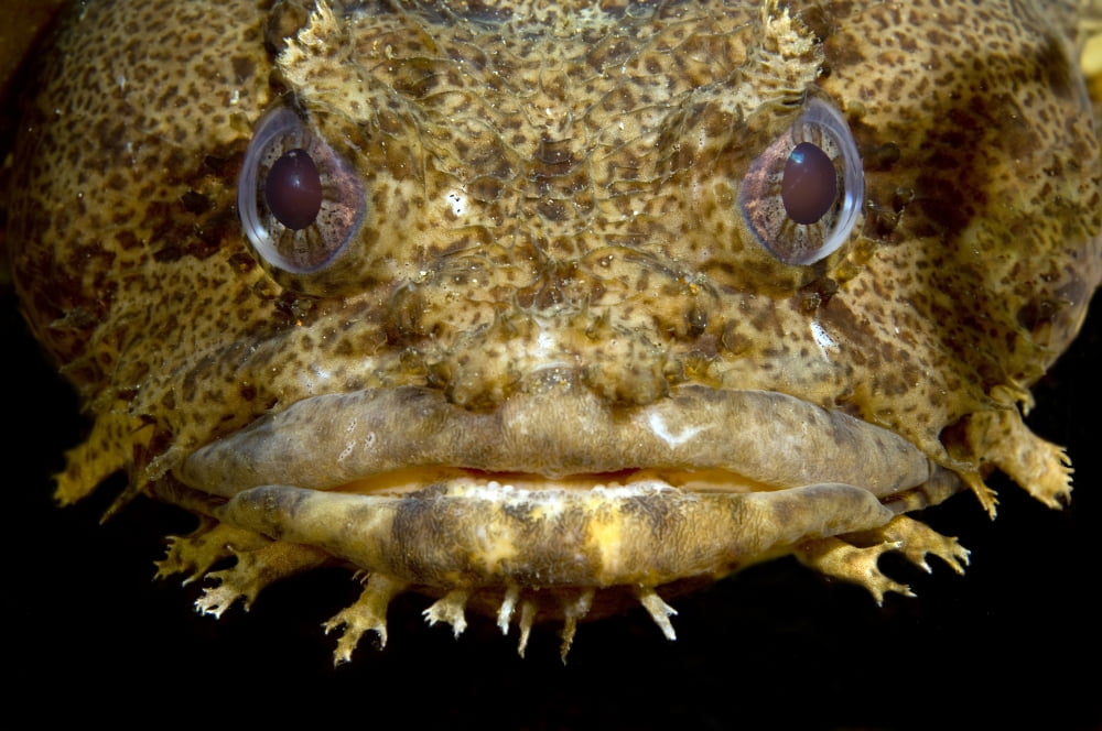 Oyster Toadfish Atlantic Ocean Canvas Art - Karen DoodyStocktrek Images (18 x 12)