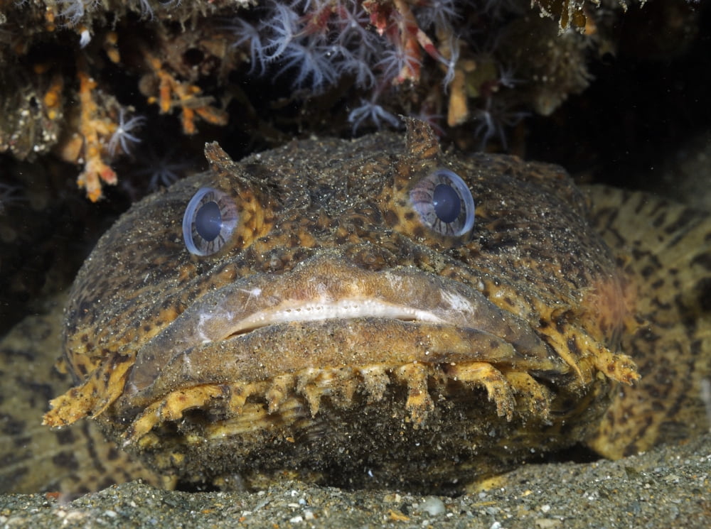 Oyster Toadfish Atlantic Ocean Canvas Art - Karen DoodyStocktrek Images (33 x 24)
