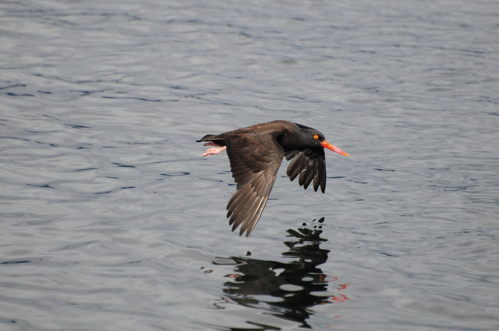 Oystercatcher In Flight Over The Prince William Sound Alaska Canvas Art - Bill Rome Design Pics (34 x 22)
