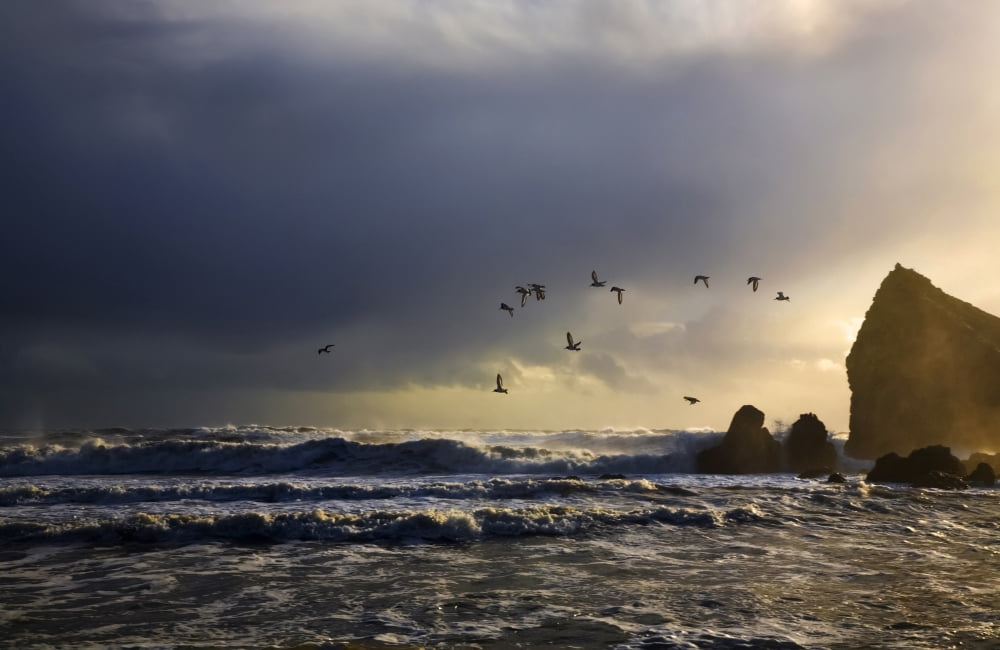 Oystercatchers flying over Ballydowane Beach The Copper Coast County Waterford Ireland Canvas Art - George Munday Design Pics (38 x 24)