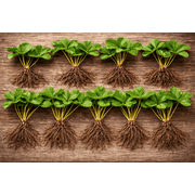 Ozark Beauy Strawberry Plants - Iconic Strawberry Variety - Bare Root Plants 10 Strawberry Plants