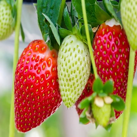 Ozark Everbearing 25 Live Strawberry Plants, NON GMO