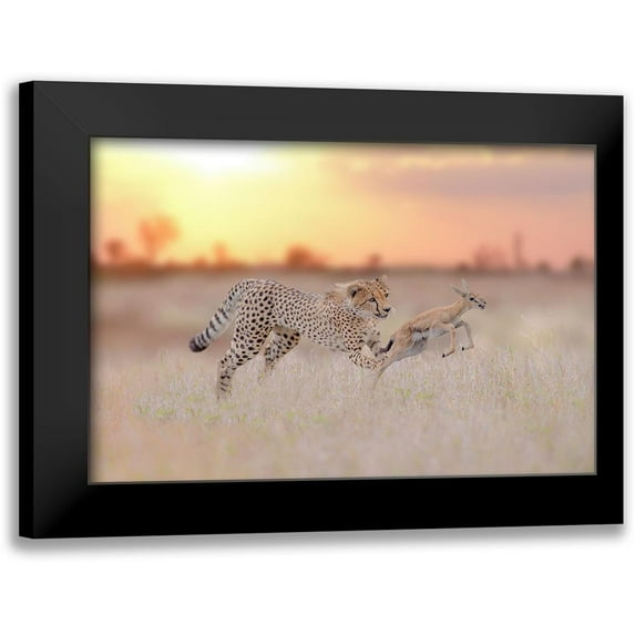 Ozmen, Ozkan 14x11 Black Modern Framed Museum Art Print Titled - Cheetah Hunting A Gazelle