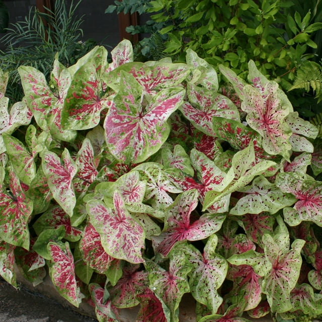P. Allen Smith Selection, Dwarf Caladiums Miss Muffet, Set of 6 Bulbs