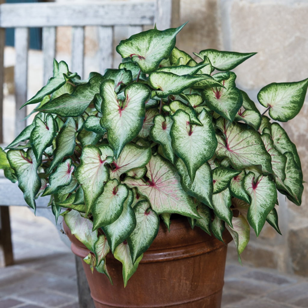 P. Allen Smith Selection, Strap Caladiums White Wonder, Set of 6 Bulbs