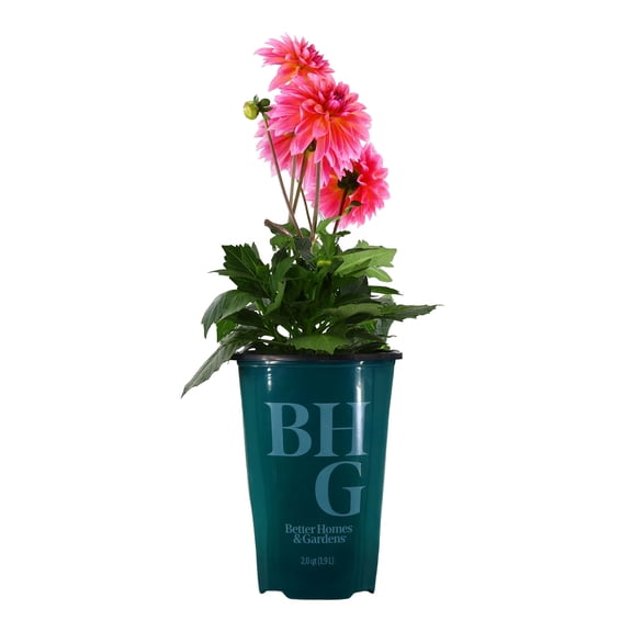 Better Homes & Gardens 14" Pink Dahlia Live Plants in 7" Grower Pot Full Sun