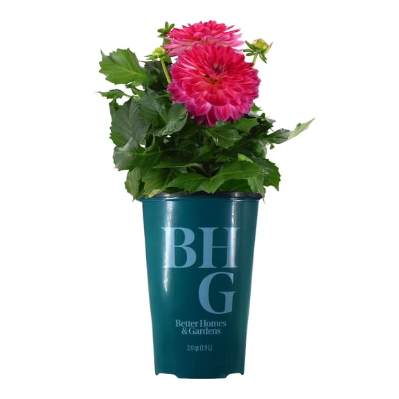 Better Homes & Gardens 14" Pink White Dahlia Live Plants in 7" Grower Pot Full Sun