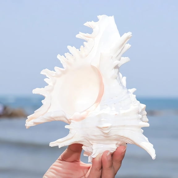 PAGEIA 5.5 to 6.3 Large Natural Conch Shell Fish Tank Hideout Fish Tank House Natural Conch Sea Shells for Fish Tank,Air Plant,Home Decorations,Diy Crafts