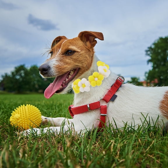 PAMINGONO 1Set Fashionable Dog Collar in Assorted Color with Woolen Yarn and Plush Ball for Pets