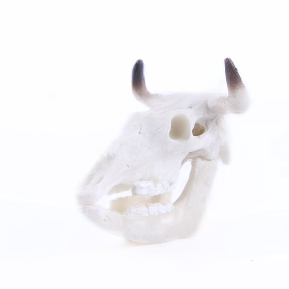 PAMINGONO Resin Cattle Skull Aquarium Decor White For Home Aquarium 1 Piece