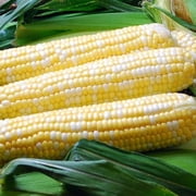 PAPAW'S GARDEN SUPPLY LLC. HELPING THE NEXT GENERATION GROW! Ambrosia Sweet Corn Treated 200 Seeds
