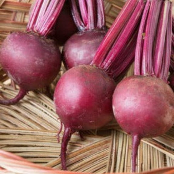 PAPAW'S GARDEN SUPPLY LLC. HELPING THE NEXT GENERATION GROW! Bulls Blood Beet Root 100 SEED CT