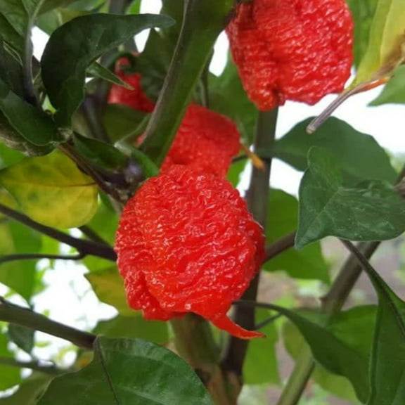 PAPAW'S GARDEN SUPPLY LLC. HELPING THE NEXT GENERATION GROW! Carolina Reaper Extreme Hot Pepper 10 Seeds