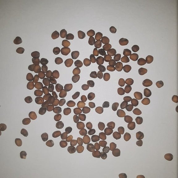 Papaws Garden 300 Cherry Belle Radish Plant Seeds