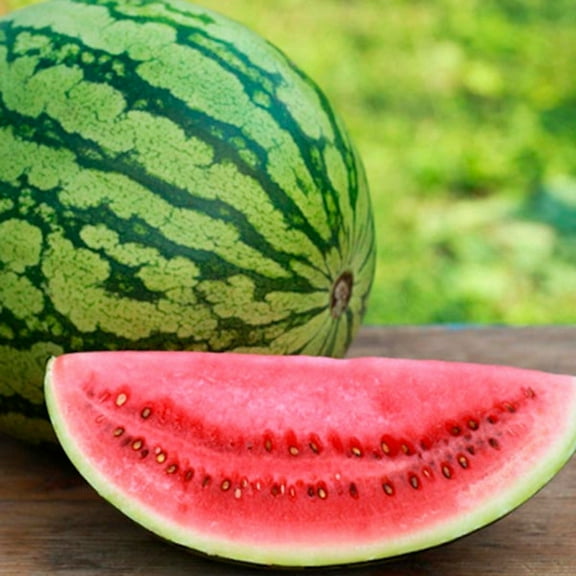 PAPAW'S GARDEN SUPPLY LLC. HELPING THE NEXT GENERATION GROW! Crimson Sweet Watermelon 20 Seeds