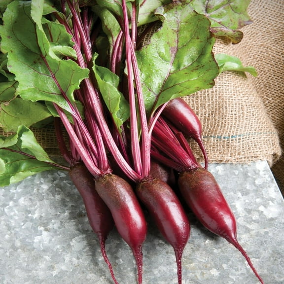 Cylindra Beet Root Seeds