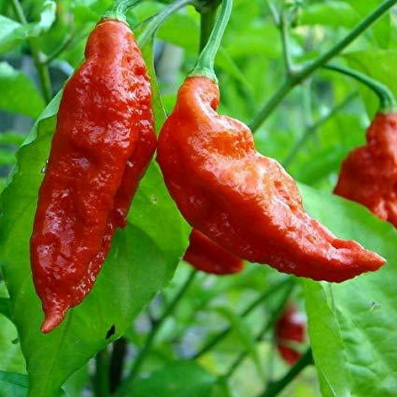 PAPAW'S GARDEN SUPPLY LLC. HELPING THE NEXT GENERATION GROW! Ghost Extreme Hot Pepper 25 Seeds