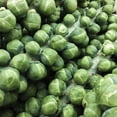 thumbnail image 1 of PAPAW'S GARDEN SUPPLY LLC. HELPING THE NEXT GENERATION GROW! Gustus Hybrid Brussels Sprouts 25 Seed Ct, 1 of 7