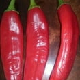 thumbnail image 1 of PAPAW'S GARDEN SUPPLY LLC. HELPING THE NEXT GENERATION GROW! Hatch Cert. Joe E. Parker Chile Hot Pepper 20 Seeds, 1 of 2