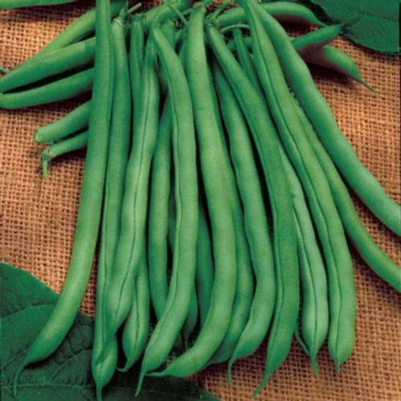 Heirloom Blue Lake Pole Bean Seeds