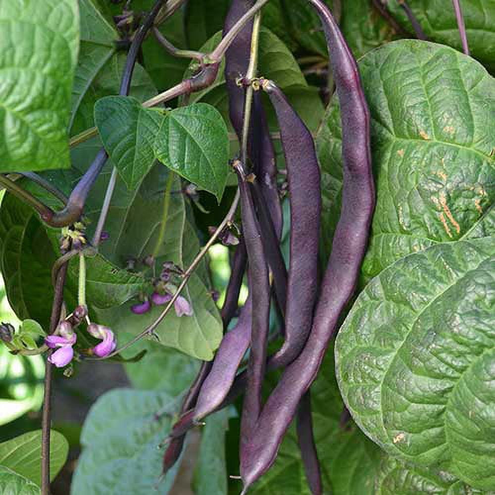 PAPAW'S GARDEN SUPPLY LLC. HELPING THE NEXT GENERATION GROW! Purple pod  Heirloom Pole Bean 350 Seeds - Walmart.com, image size:1000x1000