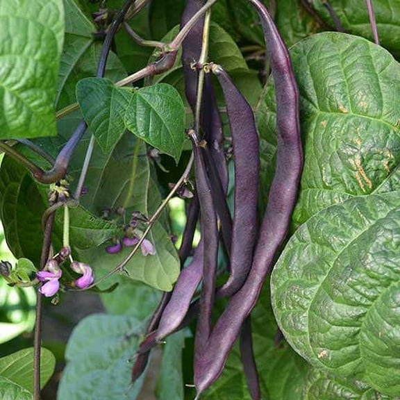 PAPAW'S GARDEN SUPPLY LLC. HELPING THE NEXT GENERATION GROW! Purple pod Heirloom Pole Bean 180 Seeds