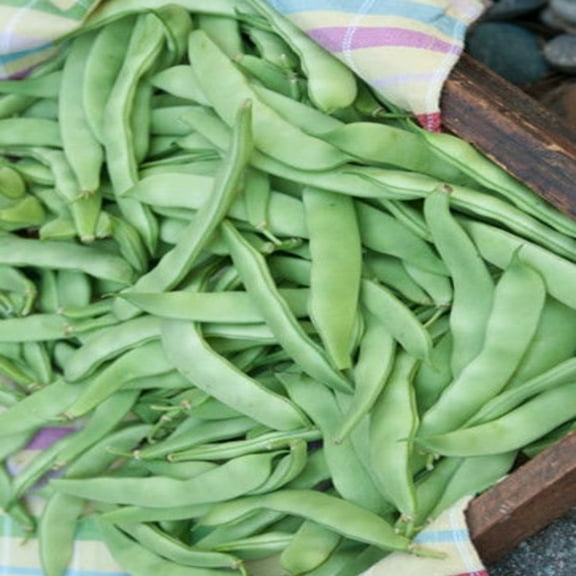 PAPAW'S GARDEN SUPPLY LLC. HELPING THE NEXT GENERATION GROW! Roma II Green Bean 300 Seeds