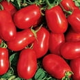 thumbnail image 1 of Roma Paste Tomato Seeds, 1 of 5