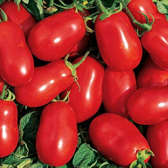 Roma Paste Tomato Seeds