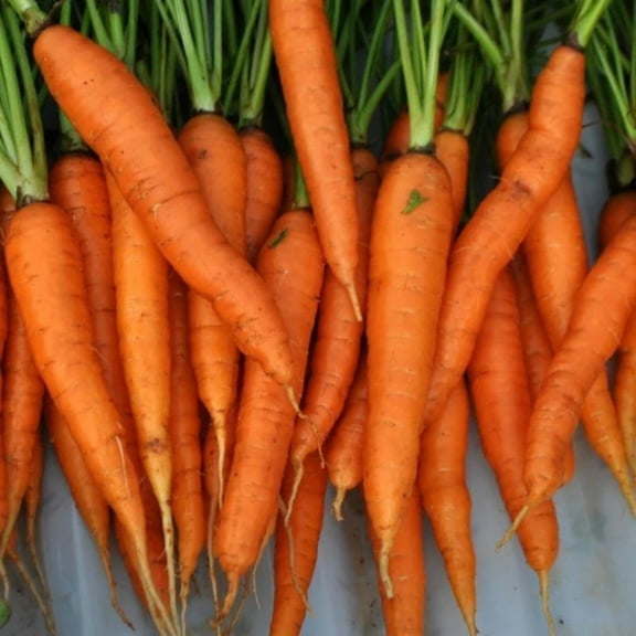 Tendersweet Carrot Seeds