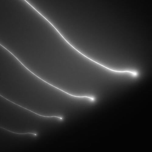 Elektro Guzzi - Parade - Music & Performance - Vinyl