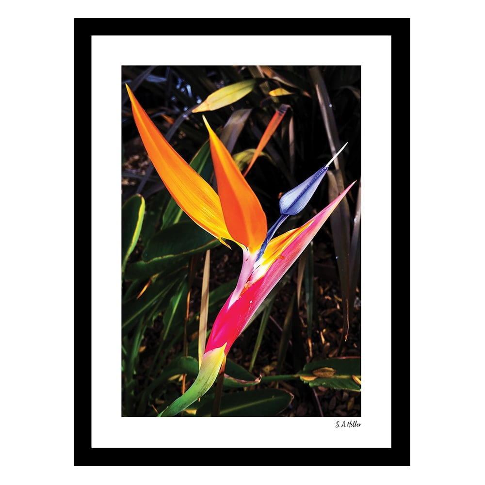 PARADISE FLORA Framed Printed Photograph