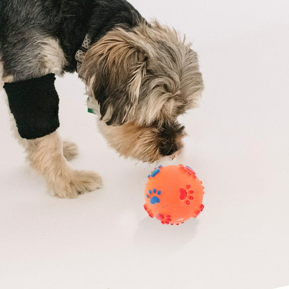 PBPBOX 5pcs Outdoor Dog Toys for Grabbing Plastic Random Color for Pet Owners