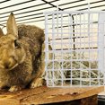 thumbnail image 1 of PBPBOX Rabbits Hay Rack Simple Design Iron For Rabbit Cage 1Set, 1 of 7