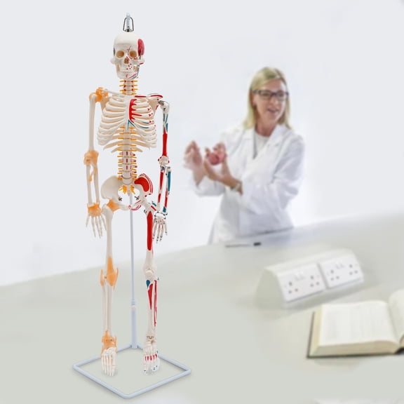 PEAKORA 34" Half Life Size Human Skeleton Model For Doctors' Office or Anatomy Classroom,34" Movable Human Skeleton Model W/ Spinal Nerves+stand Medical Teaching Model