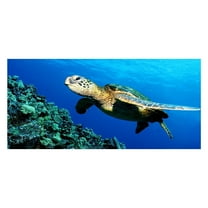 PEIBang Microfiber Sea Turtle Beach Towel,30 x 60 Inches Bath Towels Pool Quick Drying Sandproof Towel for Travel Sports Swim