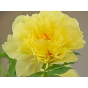 PEMDASGARDEN 10 Bright Yellow Peony Peony Plant Seeds, Non-GMO
