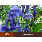 PEMDASGARDEN 25+ Blue Angel Trumpet Datura Flower Plant Seeds
