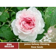 PEMDASGARDEN 30 James Galway Climbing Rose Plant Seeds