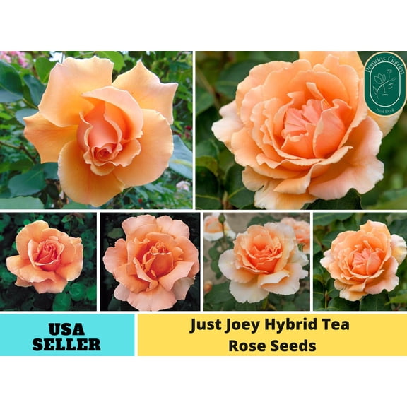 PEMDASGARDEN 30 Just Joey Hybrid Tea Plant Seeds, GMO Free