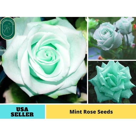 PEMDASGARDEN 30+ Mint Rose Plant Seeds, Asian Garden