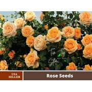PEMDASGARDEN 30 Orange Climbing Rose Plant Seeds
