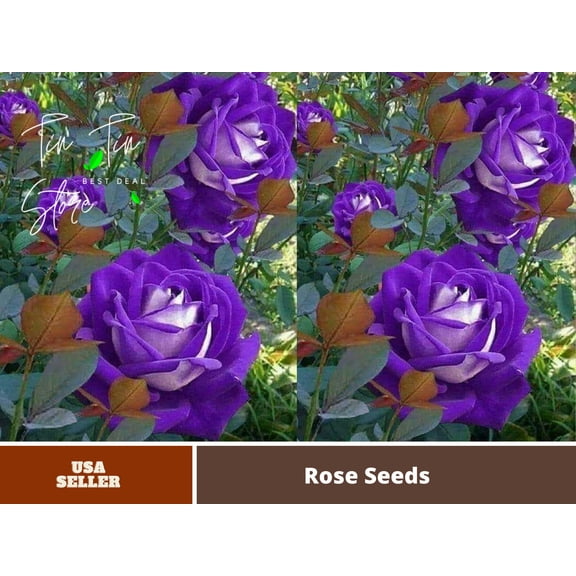 PEMDASGARDEN 30 Purple Haze Rose Plant Seeds