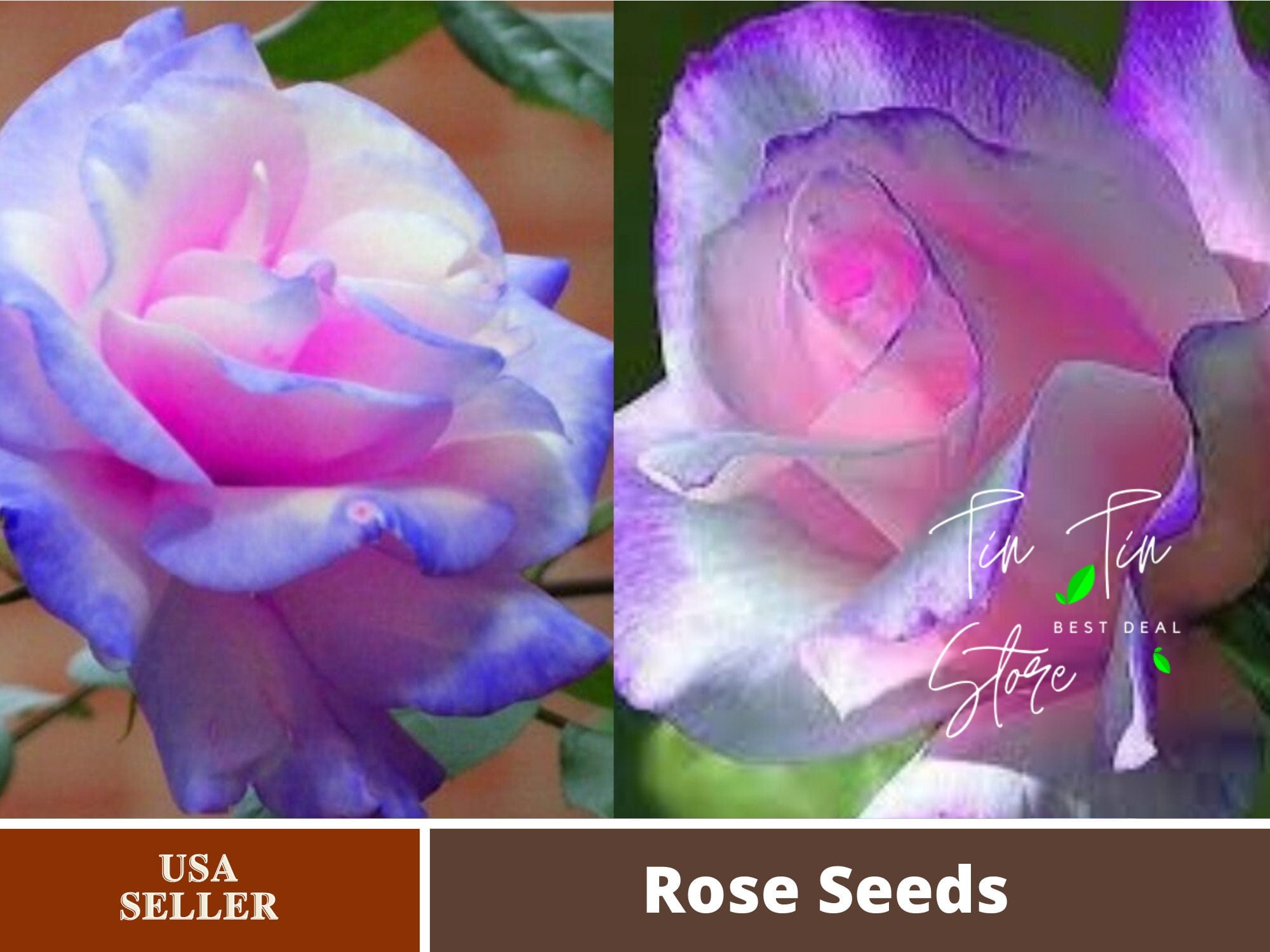 PEMDASGARDEN 30 Rare Rose Plant Seeds